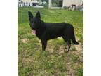Adopt Binx a Black - with Tan, Yellow or Fawn German Shepherd Dog / Mixed dog in