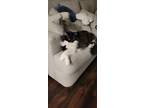 Adopt Ghost a Black & White or Tuxedo Domestic Longhair / Mixed (long coat) cat