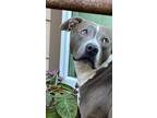 Adopt Keeper a Gray/Silver/Salt & Pepper - with White Staffordshire Bull Terrier