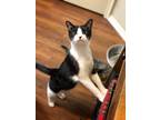 Adopt Oreo a Black & White or Tuxedo American Shorthair / Mixed (short coat) cat
