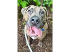 Adopt Leon Bridges a Brindle Mixed Breed (Large) / Mixed dog in Baltimore