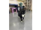 Adopt Moses a All Black Domestic Shorthair / Domestic Shorthair / Mixed cat in