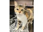 Adopt Elaine a White Domestic Shorthair / Domestic Shorthair / Mixed (short