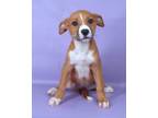Adopt Jade a Brown/Chocolate Boxer / Labrador Retriever / Mixed (short coat) dog