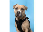 Adopt JIM a Tan/Yellow/Fawn American Pit Bull Terrier / Mixed Breed (Medium) /