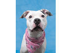 Adopt Clara a White American Pit Bull Terrier / Mixed dog in Atlanta