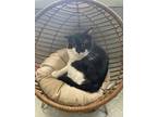 Adopt Jimmy a All Black Domestic Shorthair / Domestic Shorthair / Mixed cat in