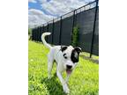 Adopt Jackson a White American Pit Bull Terrier / Mixed Breed (Medium) / Mixed