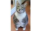 Adopt Paddy a Gray, Blue or Silver Tabby Domestic Shorthair (short coat) cat in