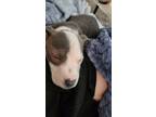 Adopt Iggy a Gray/Silver/Salt & Pepper - with White Staffordshire Bull Terrier /