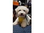 Adopt Jasper a White Bichon Frise / Mixed dog in Oak Creek, WI (41389562)