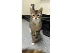 Adopt Cole a Brown Tabby American Shorthair (short coat) cat in Osceola