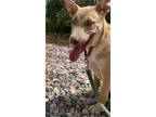 Adopt Jojo a Australian Cattle Dog / Chow Chow / Mixed dog in Clarkdale