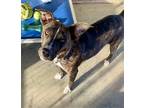 Adopt Millie a Brindle - with White Pit Bull Terrier / Labrador Retriever /