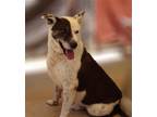 Adopt Reggie a Brown/Chocolate - with White Cattle Dog / Australian Cattle Dog /