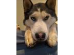 Adopt Mocha a Black - with White Husky / Mixed dog in Mokelumne Hill