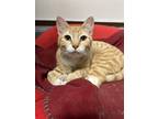 Adopt Leo a Orange or Red American Shorthair (short coat) cat in Osceola