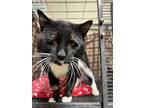 Adopt Oscar a Black & White or Tuxedo American Shorthair (short coat) cat in