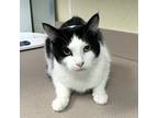 Adopt Pheonix a Domestic Shorthair / Mixed cat in Salisbury, MD (41389525)