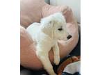 Adopt Declan SAT Celtic Litter a White Great Pyrenees / Mixed dog in Statewide