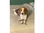 Adopt Butters a Brown/Chocolate Beagle / Mixed dog in Orlando, FL (41389504)