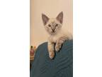 Adopt Wonton a Cream or Ivory (Mostly) Domestic Shorthair cat in New York