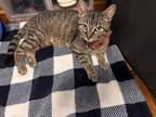 Adopt Sunday 2 a Gray, Blue or Silver Tabby Domestic Shorthair cat in New York