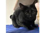 Adopt Kojak a All Black American Shorthair (short coat) cat in Osceola