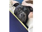 Adopt Salem a Black - with White American Pit Bull Terrier / Mixed dog in