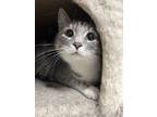Adopt Patty a Gray, Blue or Silver Tabby Domestic Shorthair (short coat) cat in