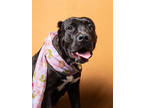 Adopt Matilda a Black Cane Corso / Mixed Breed (Medium) / Mixed (short coat) dog