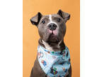 Adopt Tanner a Merle American Pit Bull Terrier / Mixed Breed (Medium) / Mixed