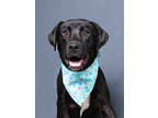 Adopt Nekot a Black Labrador Retriever / Mixed dog in Atlanta, GA (41312876)