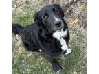 Adopt Bonnie Box a Black Mixed Breed (Large) / Mixed dog in Edmonton