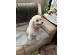 Adopt Ginger a White Poodle (Miniature) / Mixed dog in tustin, CA (41346638)