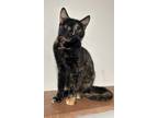 Adopt Calico a Tortoiseshell Domestic Shorthair (short coat) cat in Osceola