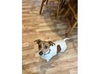 Adopt Rowdy a White - with Tan, Yellow or Fawn Jack Russell Terrier / Mixed dog