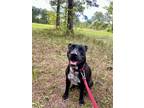 Adopt Spunky a Black - with White Staffordshire Bull Terrier / American Pit Bull