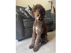 Adopt Chai a Brown/Chocolate - with White Poodle (Standard) / Mixed dog in