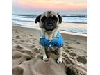 Adopt Potato a Tan/Yellow/Fawn Pug / Mixed dog in San Diego, CA (41389480)