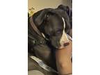 Adopt Kendra a Gray/Blue/Silver/Salt & Pepper American Pit Bull Terrier / Mixed