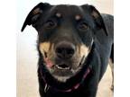 Adopt Lizzy a Black - with Tan, Yellow or Fawn Australian Shepherd / Mixed dog