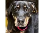 Adopt Lizzy a Black - with Tan, Yellow or Fawn Australian Shepherd / Mixed dog