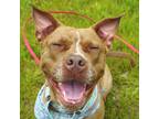 Adopt MABEL a Brown/Chocolate - with White American Pit Bull Terrier / Mixed dog