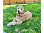 Adopt Cooper a Tan/Yellow/Fawn Goldendoodle dog in West Fargo, ND (41389328)