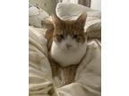 Adopt Tiger a Orange or Red Tabby Domestic Shorthair / Mixed (short coat) cat in