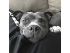 Adopt Myla a Gray/Silver/Salt & Pepper - with White Bull Terrier / Mixed dog in