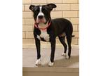 Adopt Koko a Black - with White American Staffordshire Terrier / Mixed dog in