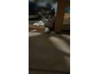 Adopt Patches a White (Mostly) American Shorthair / Mixed (short coat) cat in