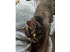 Adopt Gizmo a All Black American Shorthair / Mixed (short coat) cat in Bessemer